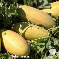 قیمت خرید بذر خربزه خاتونی مشهدی در گروه خرید و فروش بذر خربزه در یکمیوه