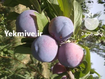 خرید فروش تفاله سیب چغندر در گروه خوراک دام و طیور در یکمیوه -عکس1