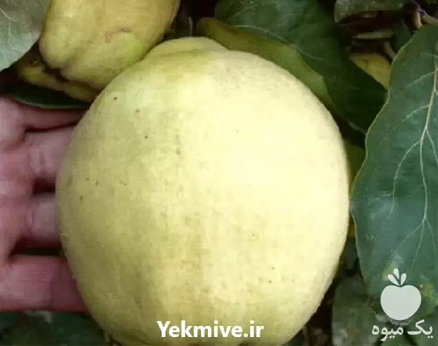 فروش قیمت خرید نهال در گروه خرید و فروش نهال به در یکمیوه -عکس1