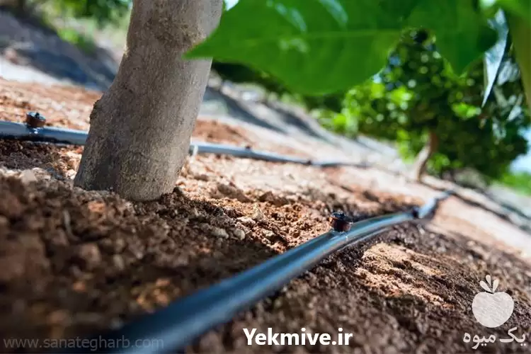 فروش انجام تخصصی آبیاری قطره ای در تبریز در گروه خرید و فروش دستگاه آبیاری در یکمیوه -عکس1