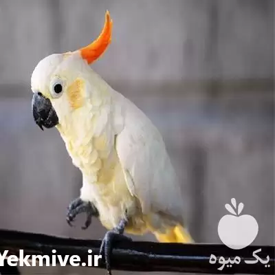 قیمت خرید تخم نطفه دار پرندگان در کرج در گروه انواع تخم ها در یکمیوه -عکس1