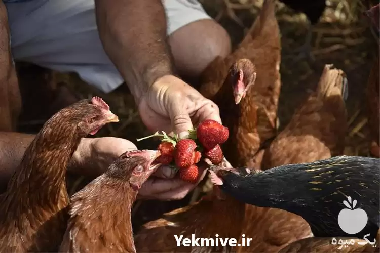 قیمت خرید مرغ بومی تخمگذار در تهران در گروه مرغ و خروس و بوقلمون و اردک قو قاز در یکمیوه -عکس1