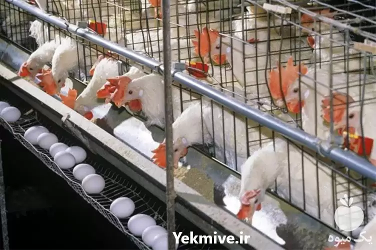 قیمت خرید مناسب ترین قیمت مرغ در گروه مرغ و خروس و بوقلمون و اردک قو قاز در یکمیوه -عکس1