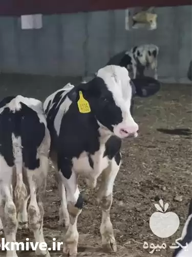 قیمت خرید گوساله نر هلشتاین قطع در تهران در گروه گاو و گوسفند و میش و بز کهره گوساله در یکمیوه -عکس1