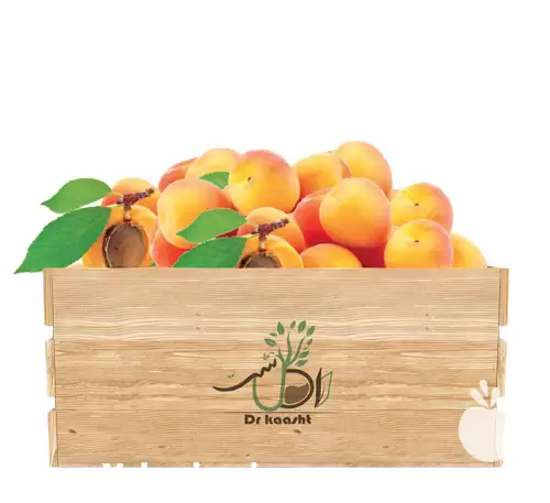 قیمت خرید نهال زردآلو پرتقالی انواع در ارومیه در گروه خرید و فروش نهال میوه در یکمیوه -عکس1