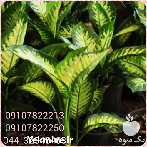 قیمت خرید عمده گیاه دیفن باخیا در بوشهر در گروه خرید و فروش گیاهان زینتی در یکمیوه -عکس1