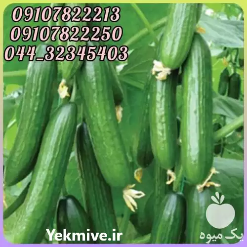 قیمت خرید عمده بذر خیار نیل در قم در گروه خرید و فروش بذر خیار در یکمیوه -عکس1