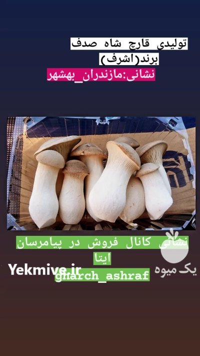 قارچ شاه صدف در ساری در گروه خرید و فروش قارچ در یکمیوه -عکس1