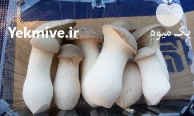 قارچ شاه صدف در ساری در گروه خرید و فروش قارچ در یکمیوه -عکس2