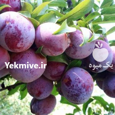 فروش آلو و گلابی بهشتی در قزوین در گروه خرید و فروش گلابی در یکمیوه -عکس2