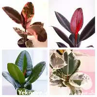 قیمت خرید انواع فیکوس در تهران در گروه خرید و فروش گیاهان زینتی در یکمیوه