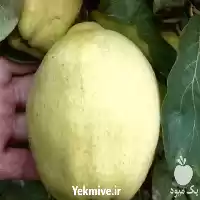 فروش قیمت خرید نهال در گروه خرید و فروش نهال به در یکمیوه