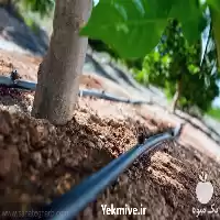 فروش انجام تخصصی آبیاری قطره ای در تبریز در گروه خرید و فروش دستگاه آبیاری در یکمیوه