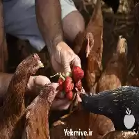 قیمت خرید مرغ بومی تخمگذار در تهران در گروه مرغ و خروس و بوقلمون و اردک قو قاز در یکمیوه