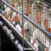 قیمت خرید مناسب ترین قیمت مرغ در گروه مرغ و خروس و بوقلمون و اردک قو قاز در یکمیوه