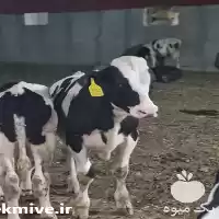 قیمت خرید گوساله نر هلشتاین قطع در تهران در گروه گاو و گوسفند و میش و بز کهره گوساله در یکمیوه