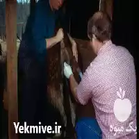 فروش آموزش تلقیح مصنوعی گوسفند و بز در تهران در گروه دوره آموزش کشاورزی در یکمیوه