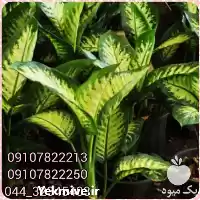 قیمت خرید عمده گیاه دیفن باخیا در بوشهر در گروه خرید و فروش گیاهان زینتی در یکمیوه