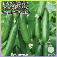 قیمت خرید عمده بذر خیار نیل در قم در گروه خرید و فروش بذر خیار در یکمیوه