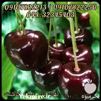 فروش عمده نهال گیلاس تکدانه سیاه در شیراز در گروه خرید و فروش نهال میوه در یکمیوه