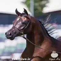 فروش تخصصی اسب های عرب در تبریز در گروه اسب و الاغ خر و فروش قاطر در یکمیوه