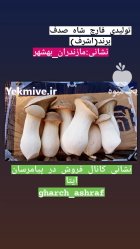 قارچ شاه صدف در ساری در گروه خرید و فروش قارچ در یکمیوه