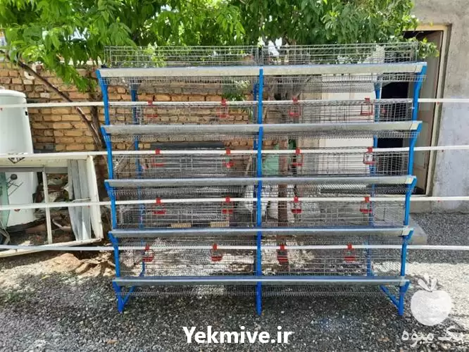 خرید فروش قفس مرغ تخم گذار در گروه تجهیزات مرغداری در یکمیوه -عکس1