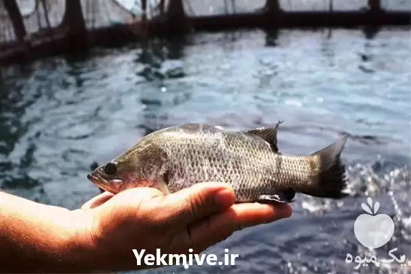 دوره آموزشی پرورش ماهی قزل آلا در گروه دوره آموزش کشاورزی در یکمیوه -عکس1