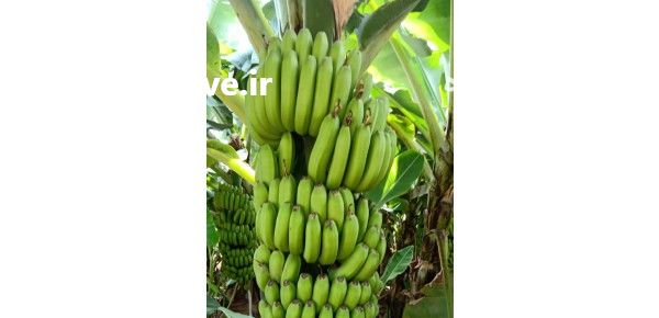 قیمت خرید واردات موز سبز کارتن در گروه خرید و فروش موز در یکمیوه -عکس1