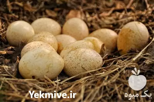 فروش جوجه بوقلمون برنز و بیوتی در گروه مرغ و خروس و بوقلمون و اردک قو قاز در یکمیوه -عکس1