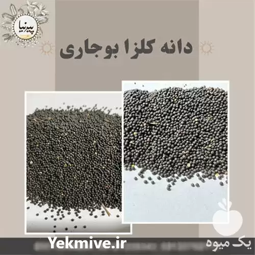 قیمت خرید دانه کلزا اعلا روغن در گروه خرید و فروش کلزا در یکمیوه -عکس1