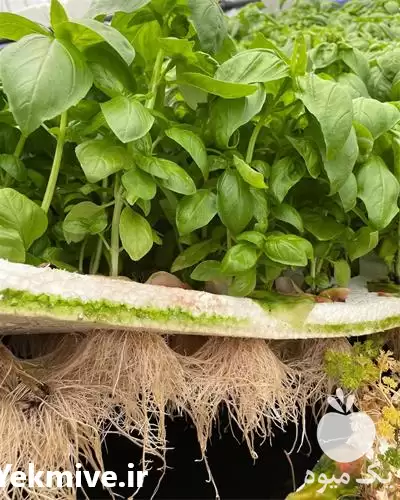 گواهی دوره پرورش گیاهان دارویی در تهران در گروه دوره آموزش کشاورزی در یکمیوه -عکس1