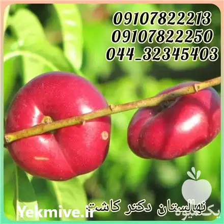 قیمت خرید عمده نهال شلیل انجیری در گروه خرید و فروش نهال میوه در یکمیوه -عکس1