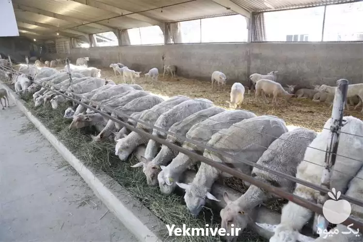 فروش گوسفند نژاد رومن در اصفهان در گروه گاو و گوسفند و میش و بز کهره گوساله در یکمیوه -عکس1