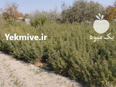 فروش یکجای نهال بادام دو ساله در گروه خرید و فروش نهال بادام در یکمیوه -عکس1
