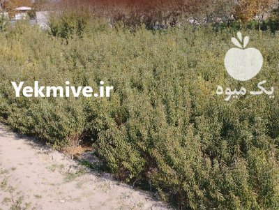 فروش یکجای نهال بادام دو ساله در گروه خرید و فروش نهال بادام در یکمیوه -عکس2