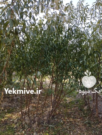 فروش یکجای نهال بادام دو ساله در گروه خرید و فروش نهال بادام در یکمیوه -عکس3