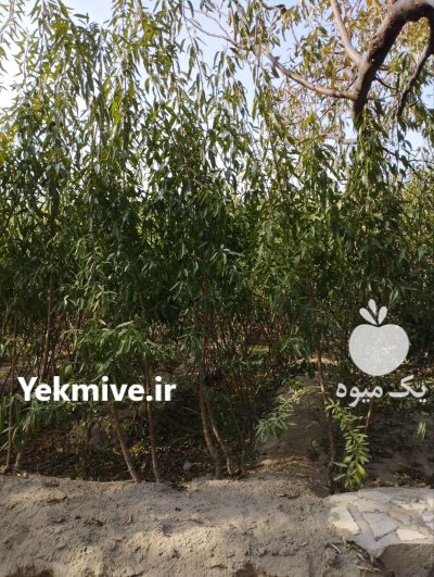 فروش یکجای نهال بادام دو ساله در گروه خرید و فروش نهال بادام در یکمیوه -عکس4