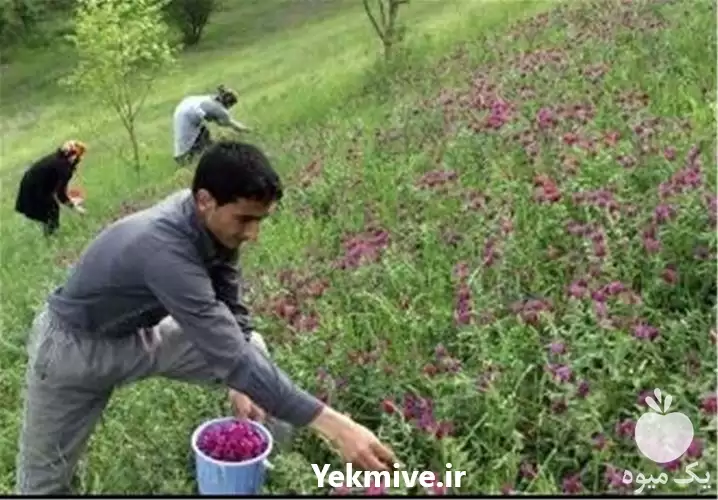 آموزش کاشت و پرورش گیاهان دارویی در گروه دوره آموزش کشاورزی در یکمیوه -عکس1