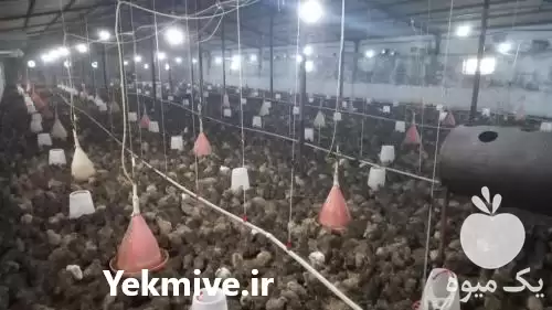 بلدرچین فروش بلدرچین در ساری در گروه مرغ و خروس و بوقلمون و اردک قو قاز در یکمیوه -عکس1