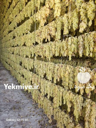 کشمش سبز کاشمر در گروه خرید و فروش آجیل در یکمیوه -عکس1