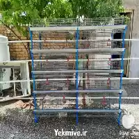 خرید فروش قفس مرغ تخم گذار در گروه تجهیزات مرغداری در یکمیوه