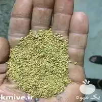قیمت خرید بذر یونجه در تبریز در گروه خرید و فروش بذر یونجه در یکمیوه