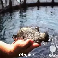 دوره آموزشی پرورش ماهی قزل آلا در گروه دوره آموزش کشاورزی در یکمیوه
