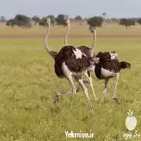 آموزشی حضوری پرورش دام و طیور در گروه دوره آموزش کشاورزی در یکمیوه