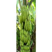 قیمت خرید واردات موز سبز کارتن در گروه خرید و فروش موز در یکمیوه