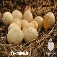 فروش جوجه بوقلمون برنز و بیوتی در گروه مرغ و خروس و بوقلمون و اردک قو قاز در یکمیوه
