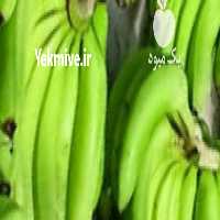 فروش واردات عمده موز اکوادور در گروه خرید و فروش موز در یکمیوه