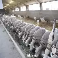 فروش گوسفند نژاد رومن در اصفهان در گروه گاو و گوسفند و میش و بز کهره گوساله در یکمیوه