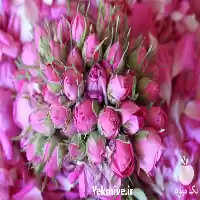 فروش قیمت حجم غنچه گل محمدی در گروه خرید و فروش گیاهان دارویی در یکمیوه